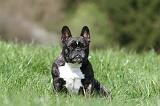 BOULEDOGUE FRANCAIS 994